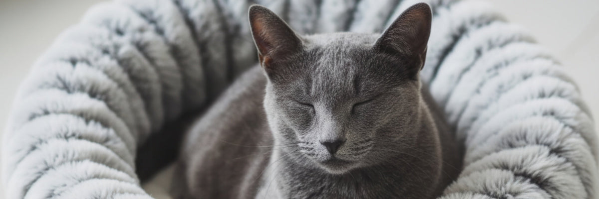Cat Beds