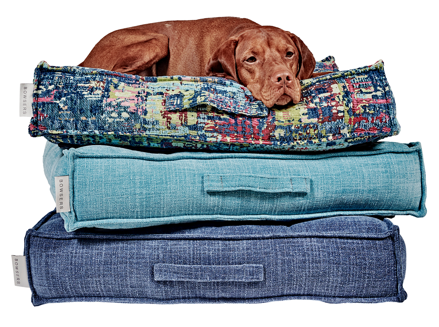 A dog resting on Piazza dog beds.