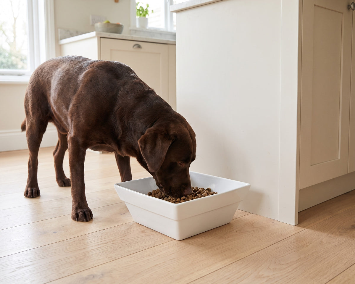 Chocolate Labrador eating from the large white Bowsers Ceramic Bowl on a kitchen floor
