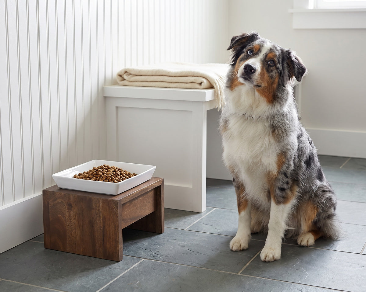 Australian Shepherd sitting beside a walnut Single Artisan Feeder with the white Ceramic Bowl in a mudroom