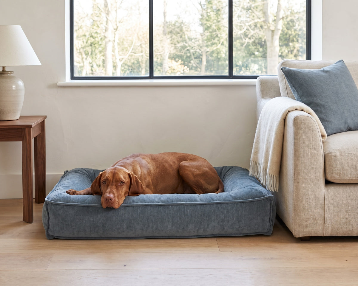 Vizsla resting its chin on the Divine Futon in Mineral, tucked beside a linen sofa under a living room window