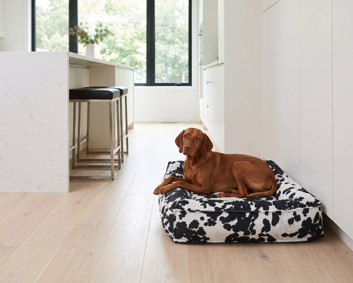 Vizsla lying on the Divine Futon in Wrangler cowhide print in a bright modern kitchen