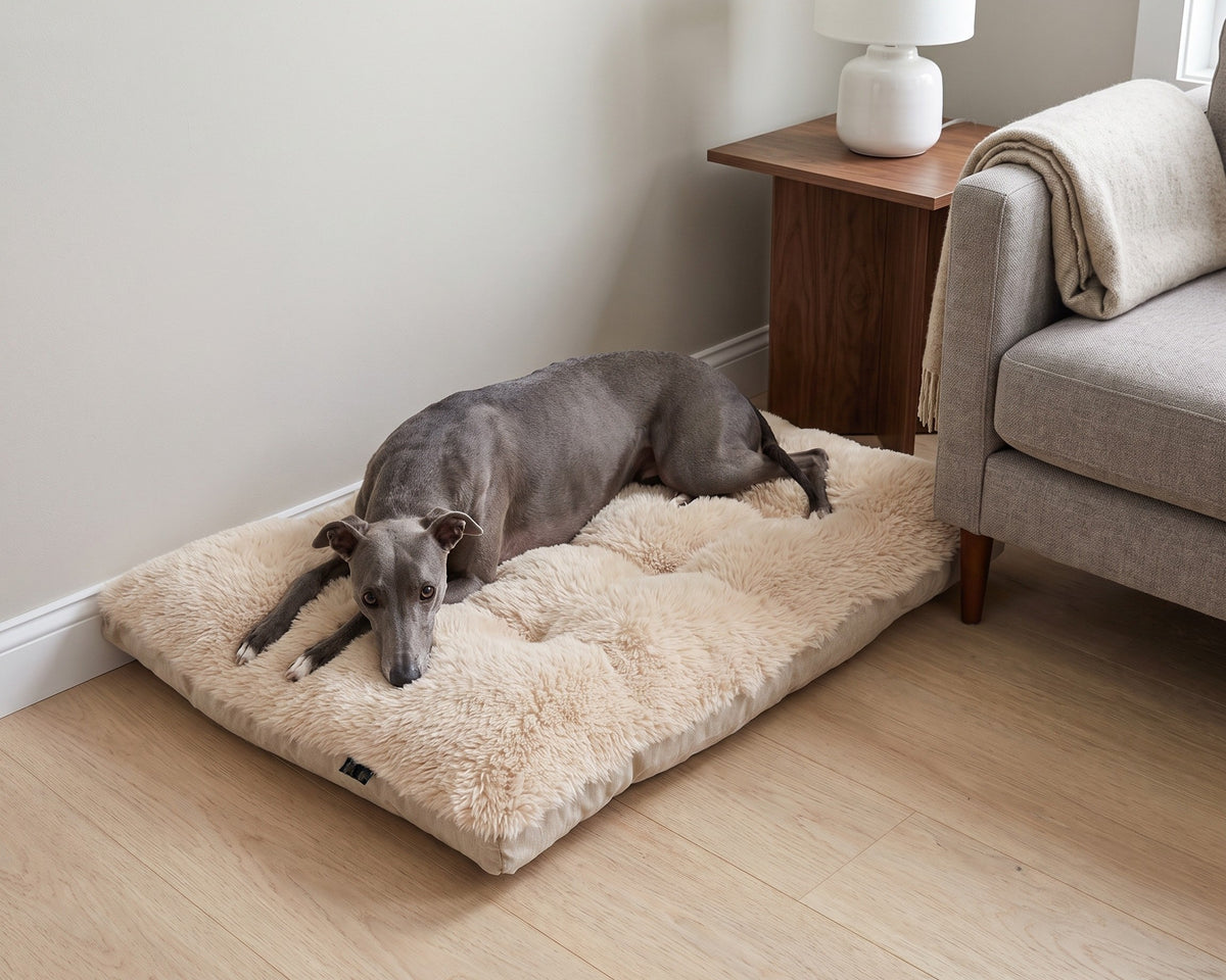Whippet resting on a Dream Futon in Fluffernutter beside a sofa in a living room