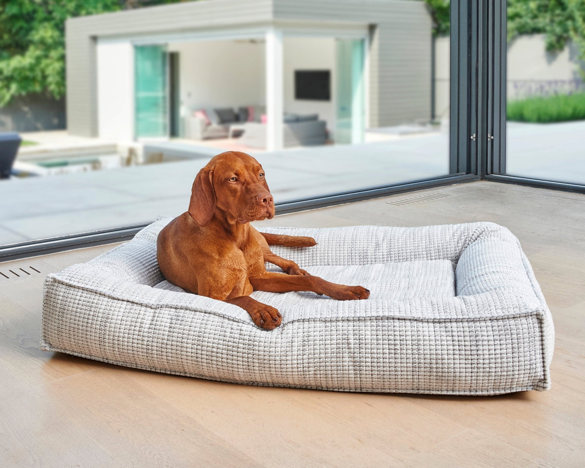 Divine Futon on a patio, with a vizsla