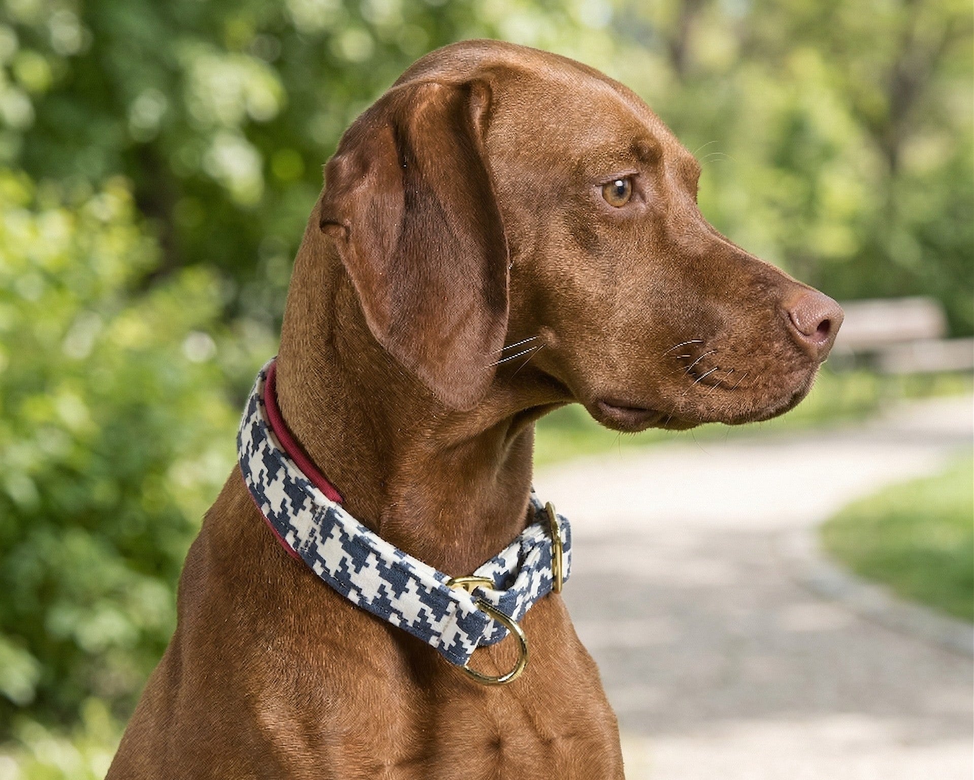 Designer Slip Collar