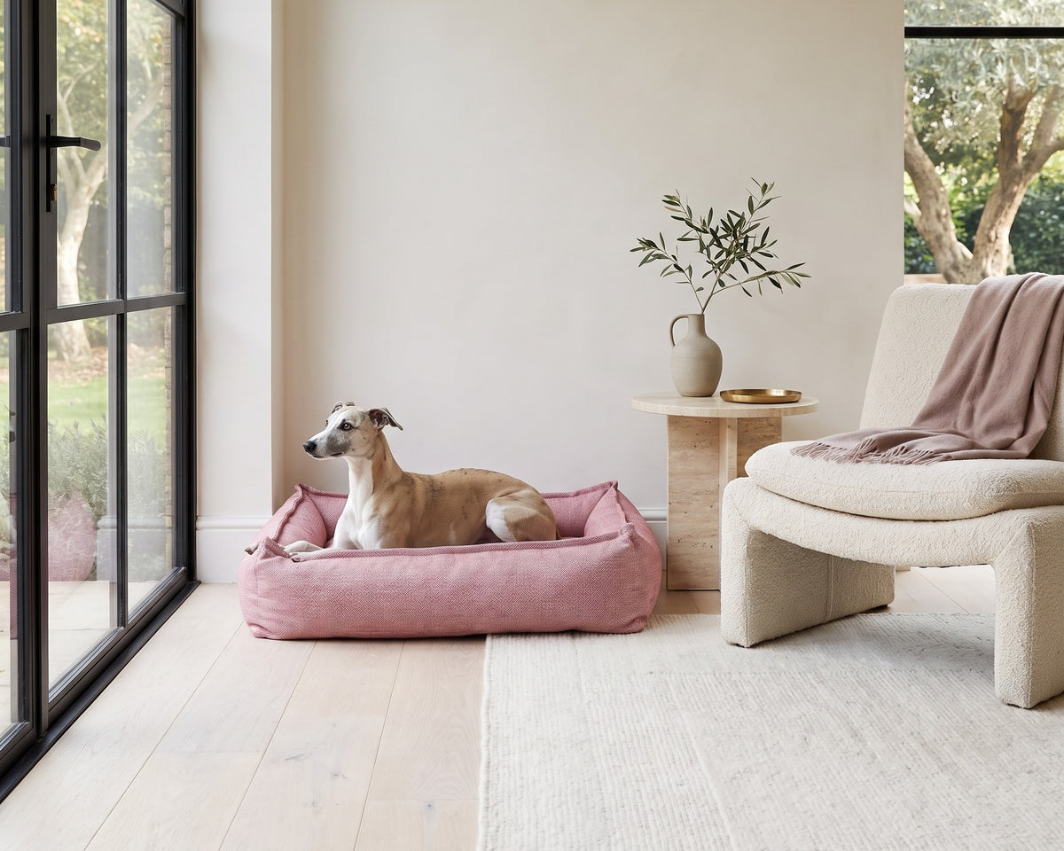 Whippet resting in the Sterling Lounge Bed in Berry in a modern garden room