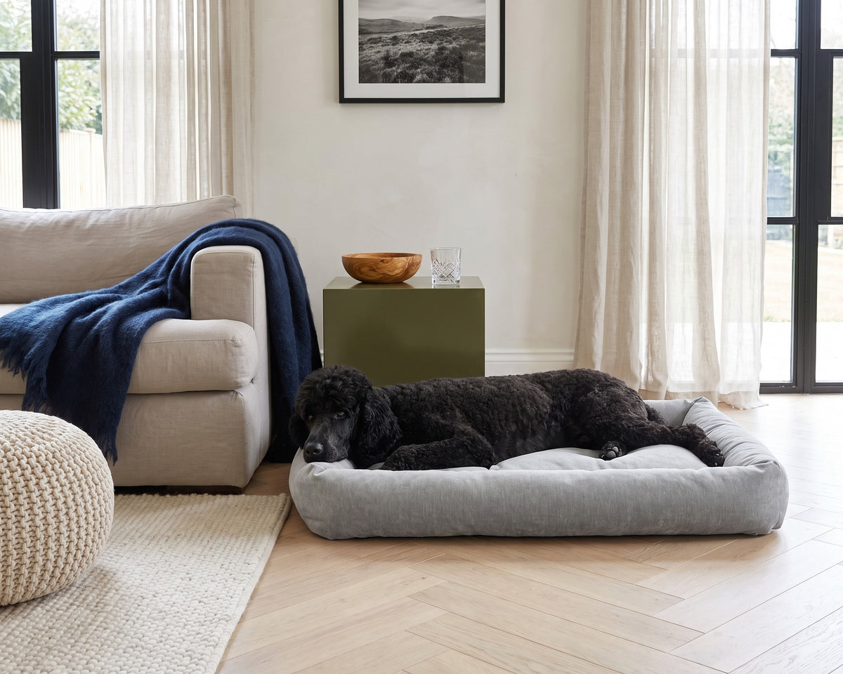 Black Standard Poodle stretched out on a Tango Multi Bed in Oyster beside a linen sofa in a bright living room