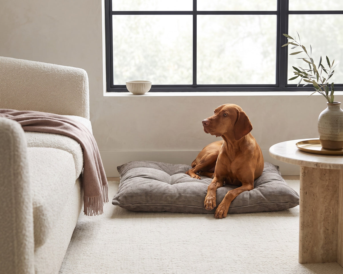 Vizsla lying on a Mousse Tufted Cushion against the wall between a boucle sofa and a travertine side table in a bright modern living room