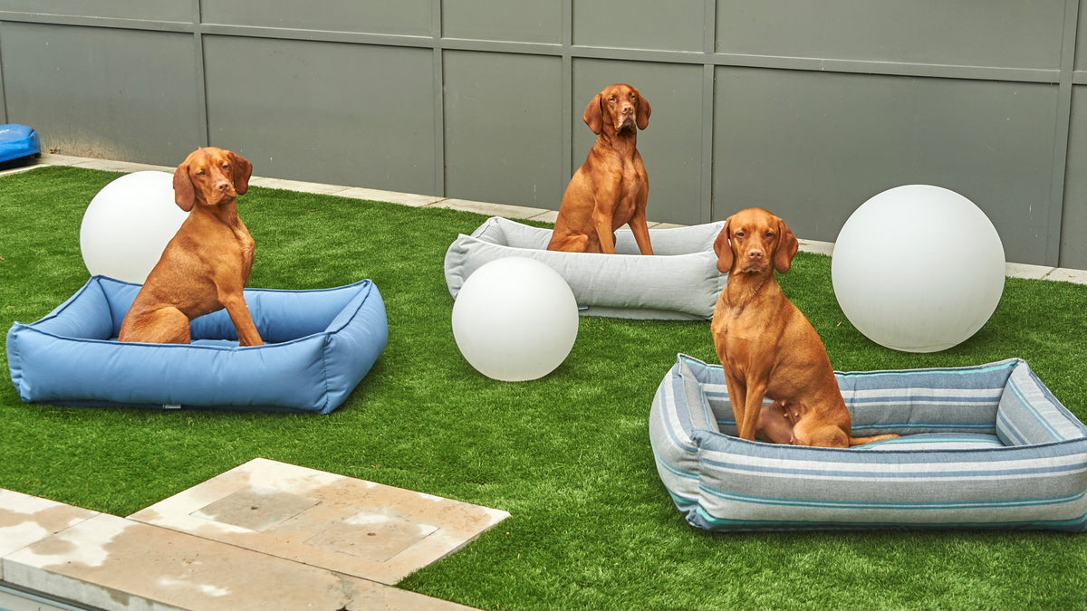 Outdoor Urban Lounger in two fabrics on a lawn, with three vizslas