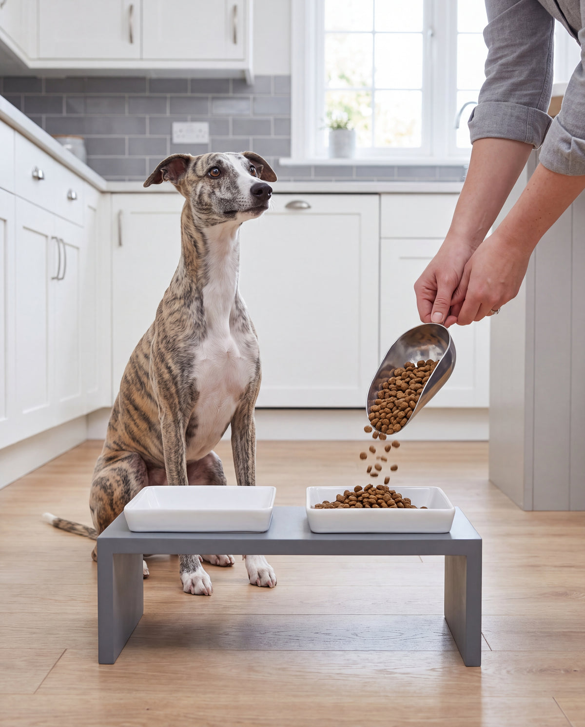 Whippet with Moderno Feeder