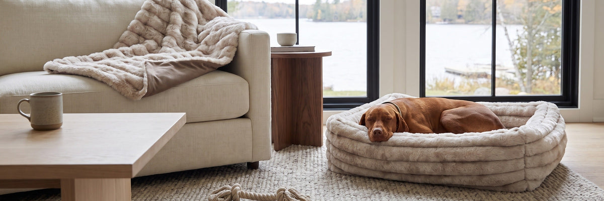 A vizsla asleep in a faux fur dog bed beside a sofa with a faux fur throw, lake and fall trees outside