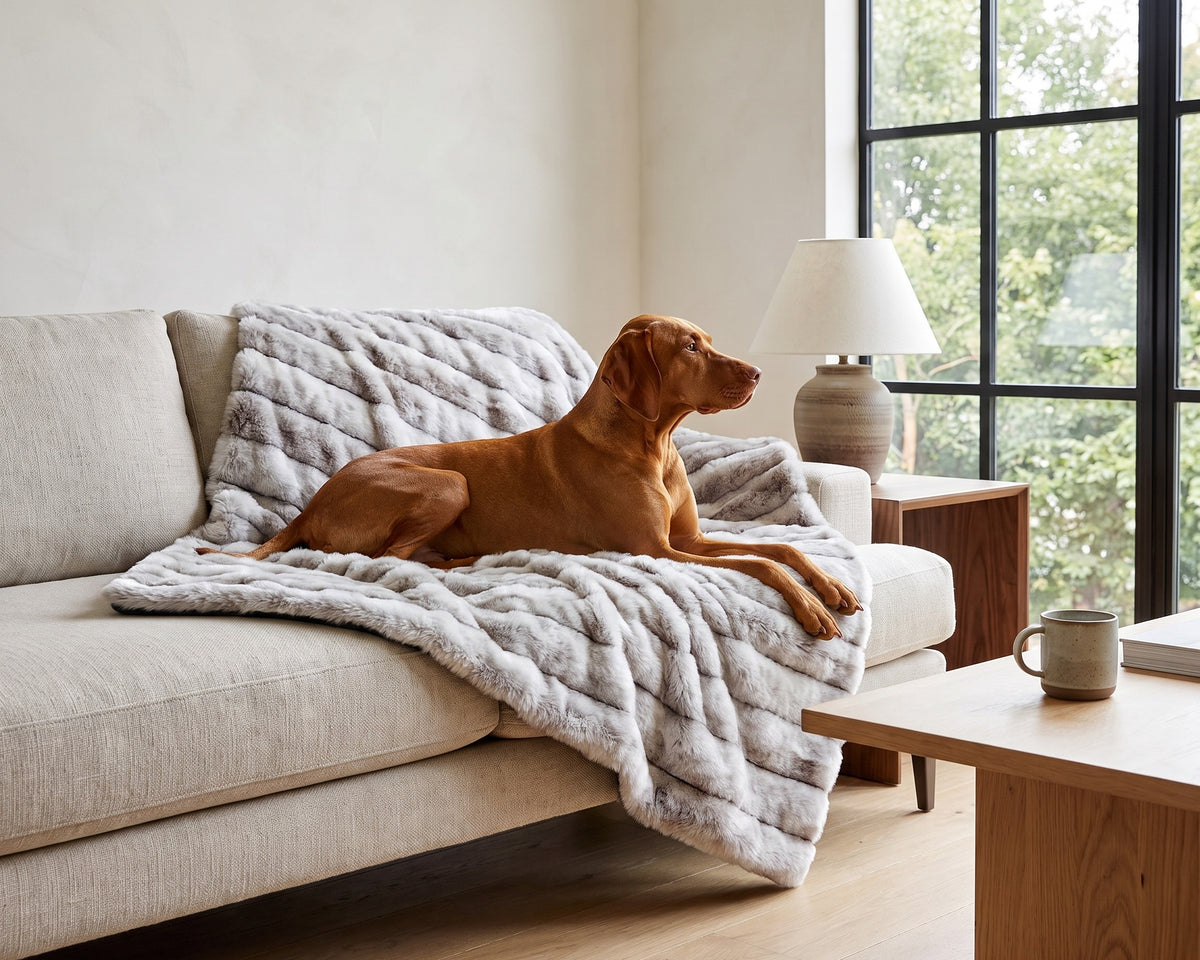 Vizsla resting on the Blanket Topper in Silver Fox draped over an oatmeal linen sofa in a modern living room.