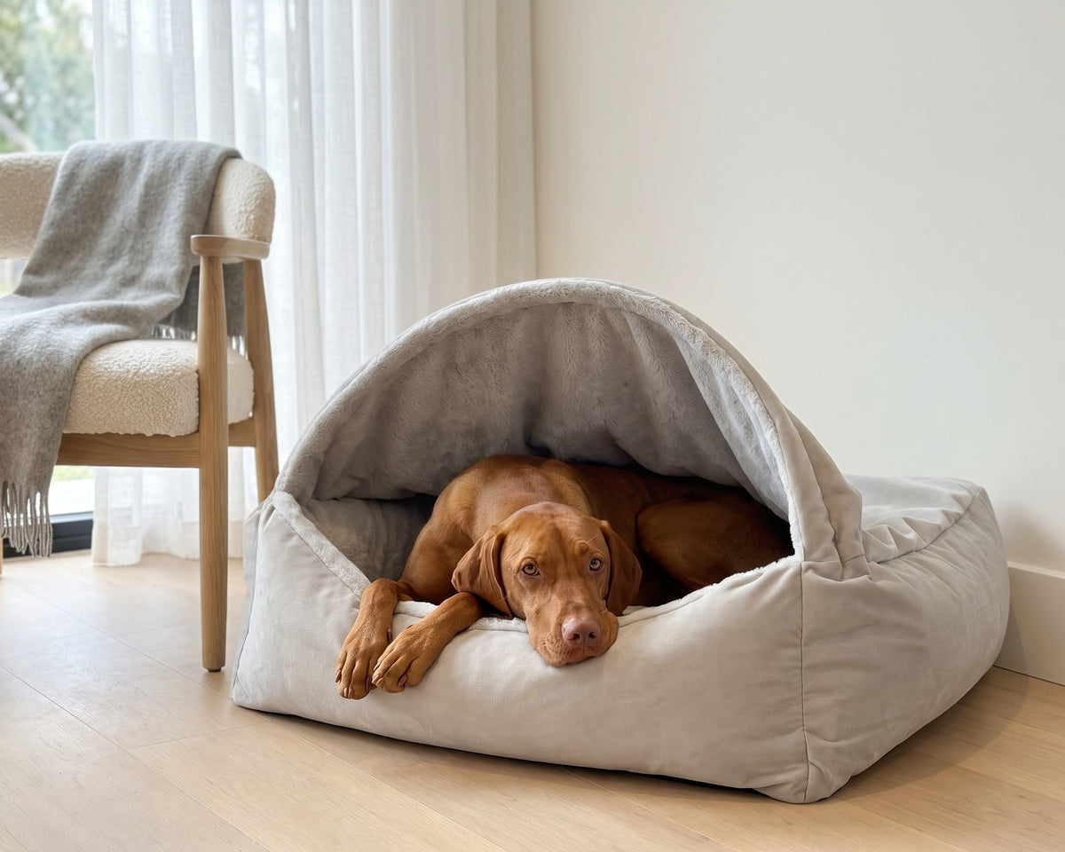 Vizsla resting inside the Canopy Bed in Cloud beside an armchair in a bright reading corner.
