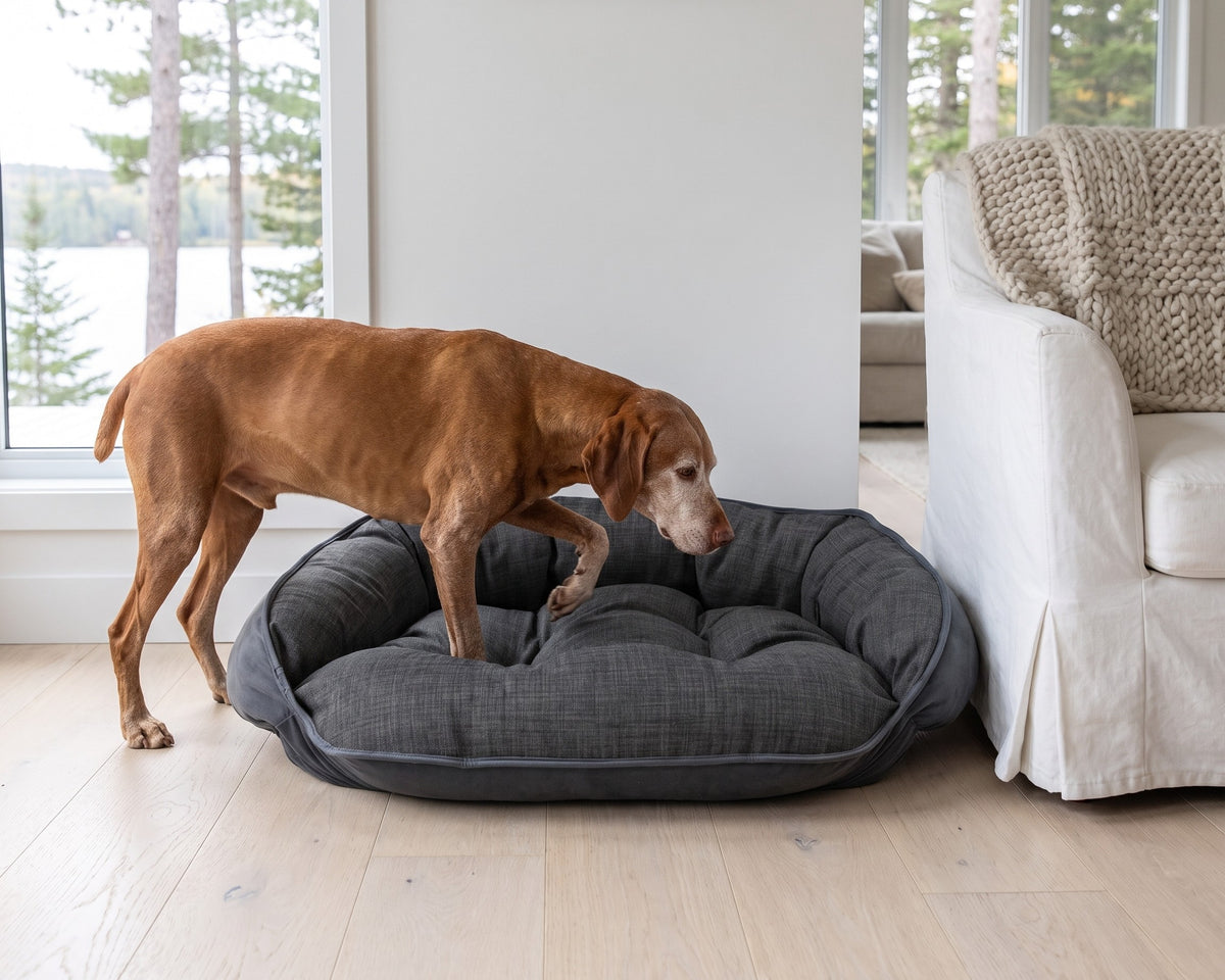 Senior Vizsla stepping into the open front of the Crescent Reversible Bed in Storm and Ash in a lakeside cottage