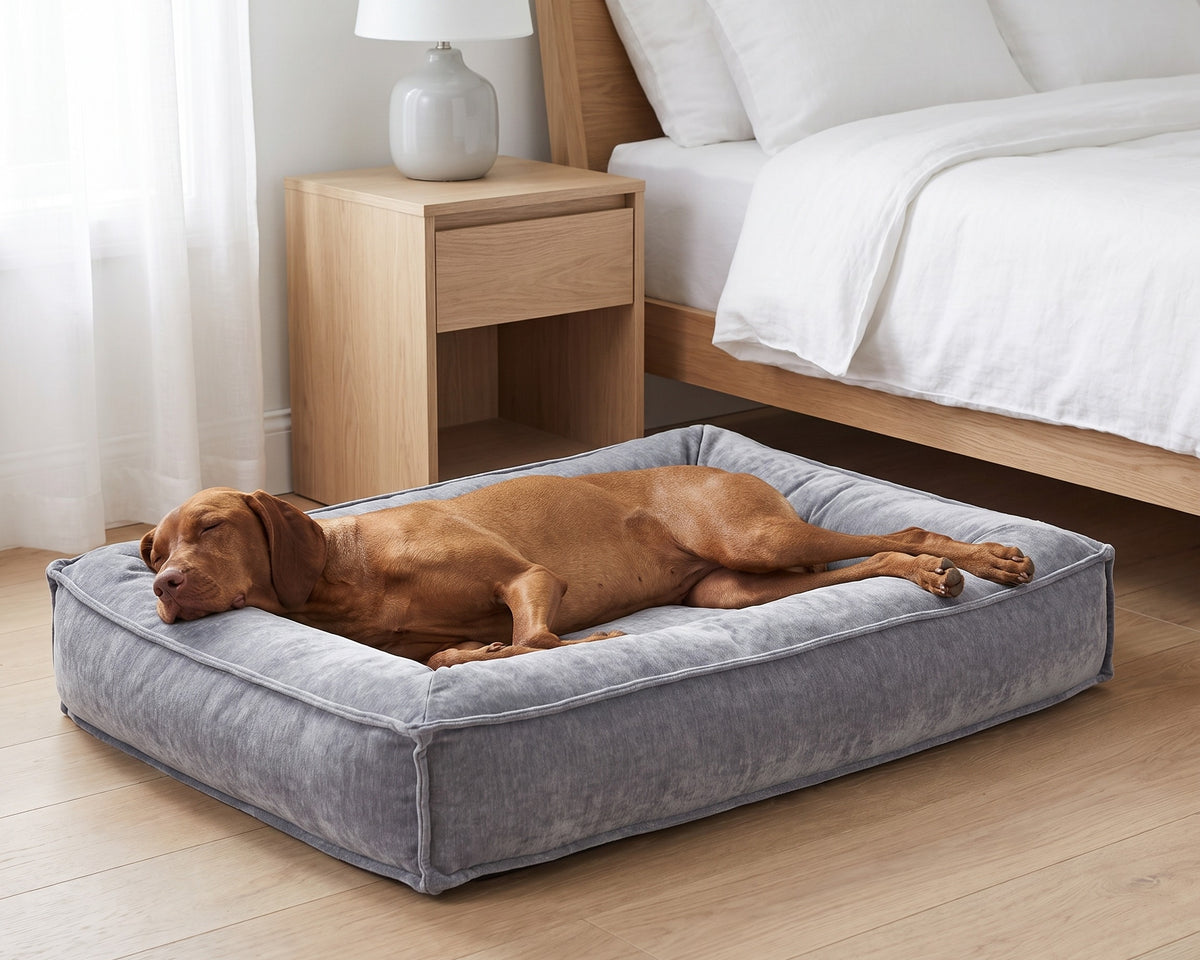Vizsla asleep and stretched out in the Divine Futon in Pumice beside a bed and nightstand
