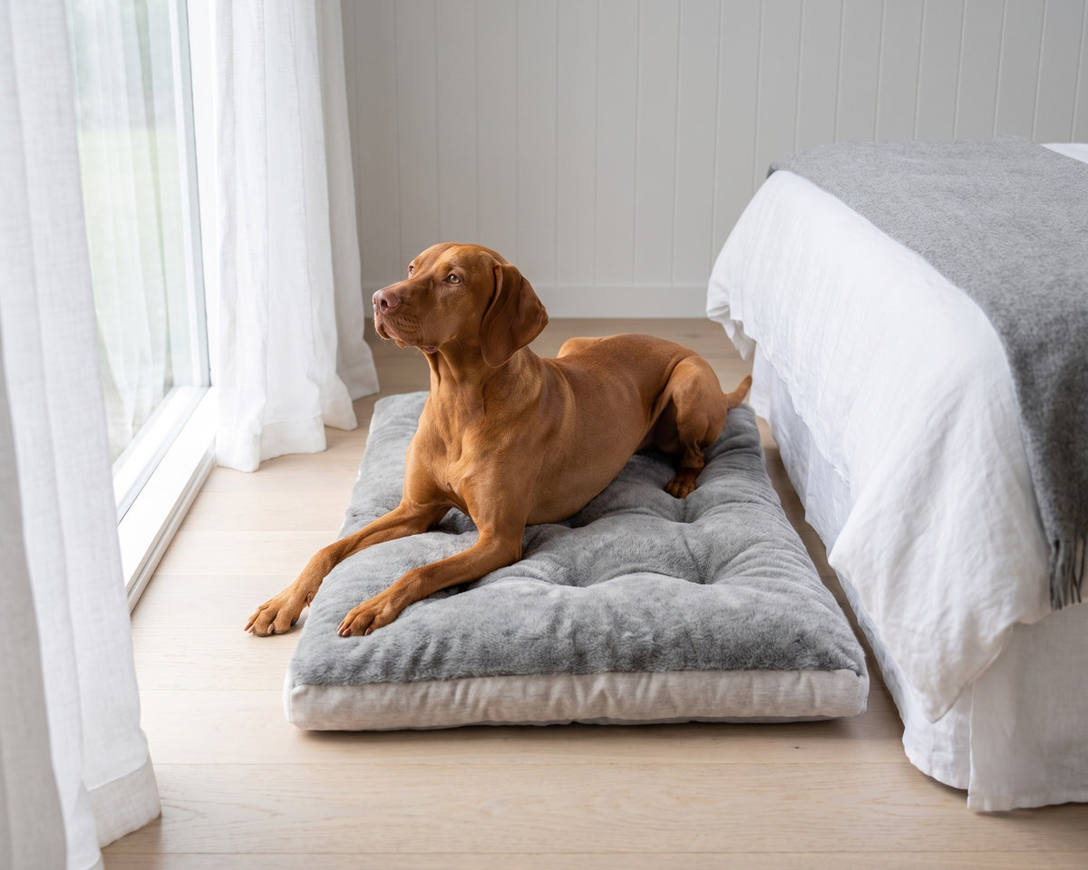 Vizsla lying on a Dream Futon in Koala beside the foot of a bed