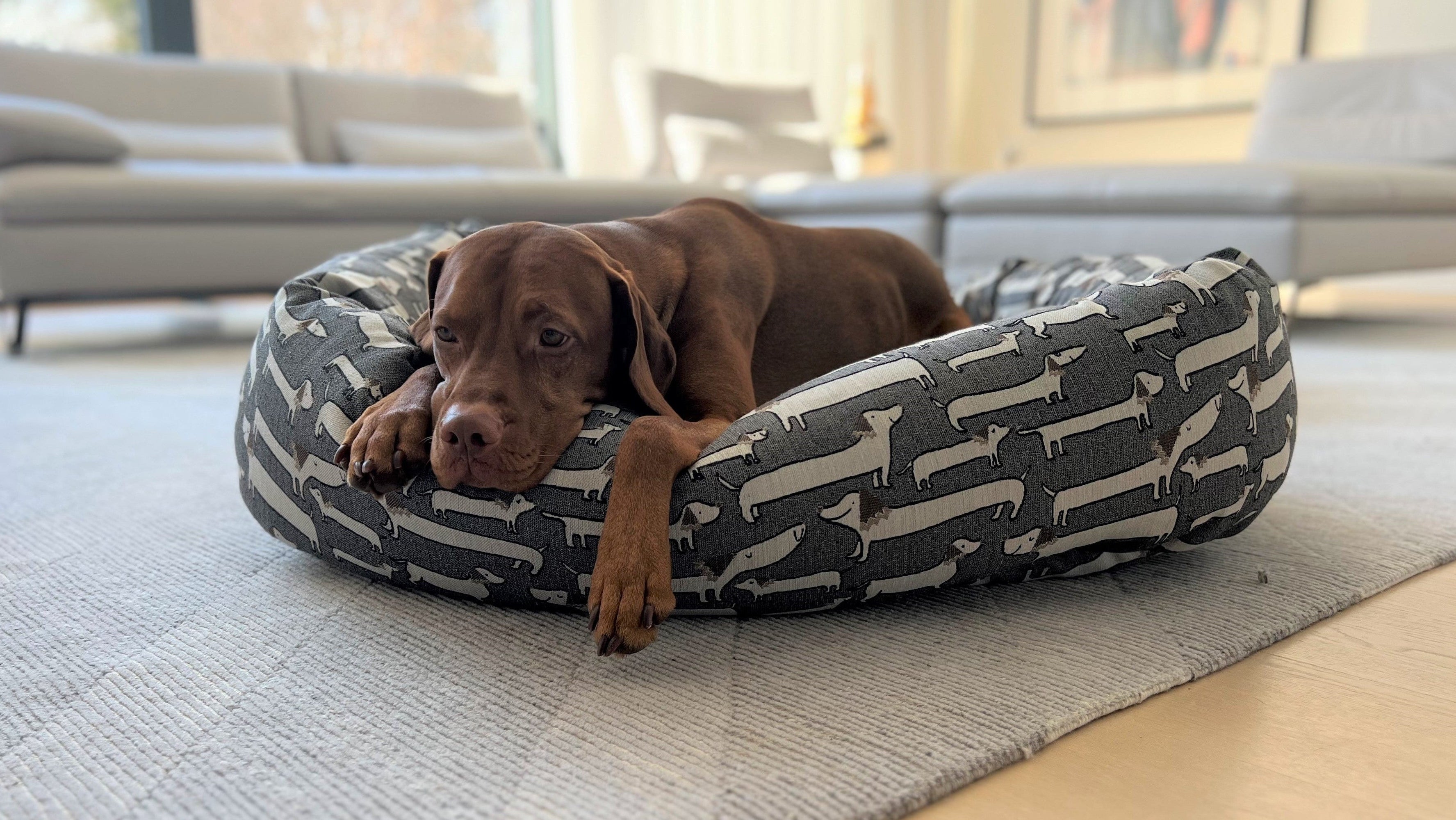 Donut Bed - Designer Prints