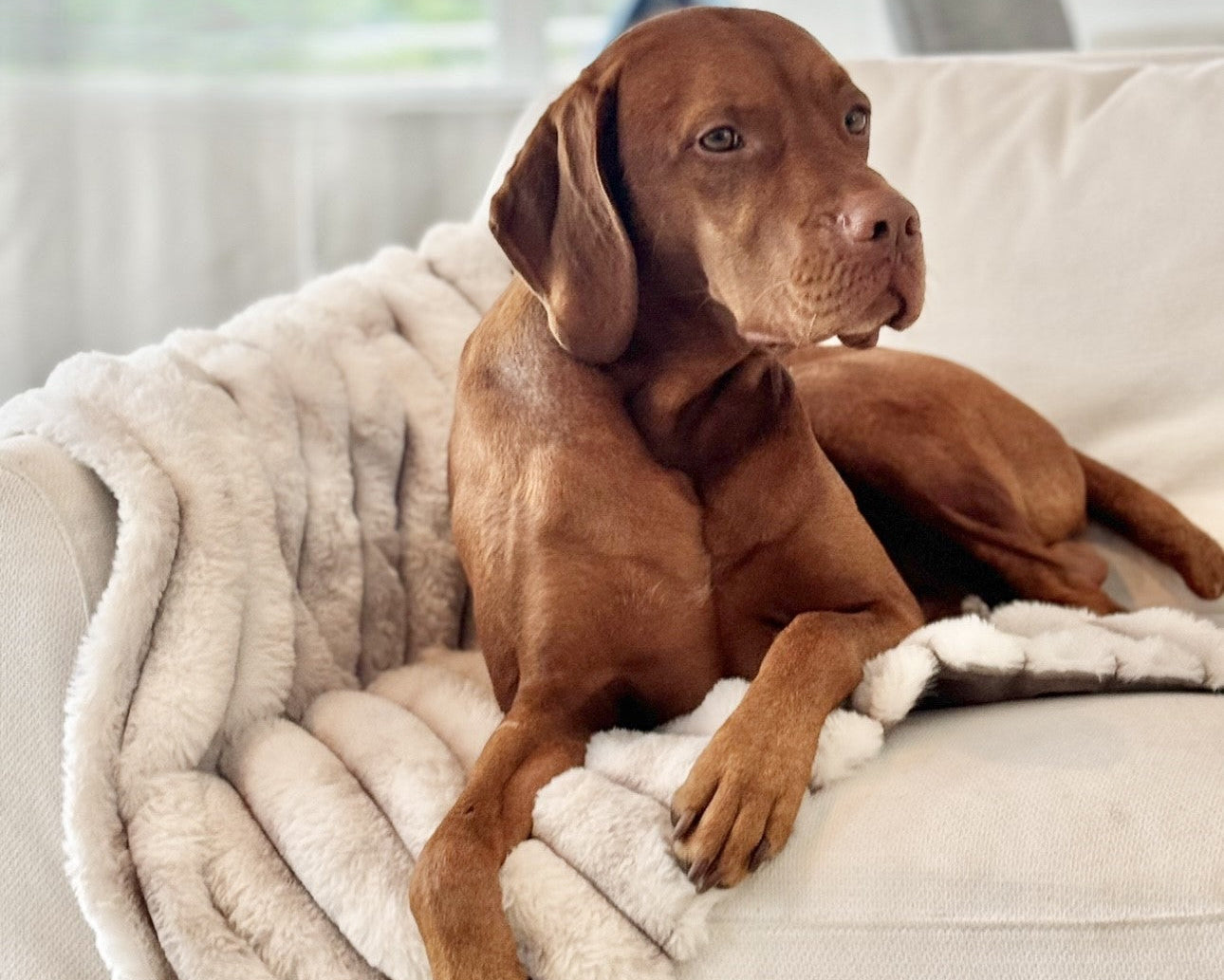 Blanket Topper