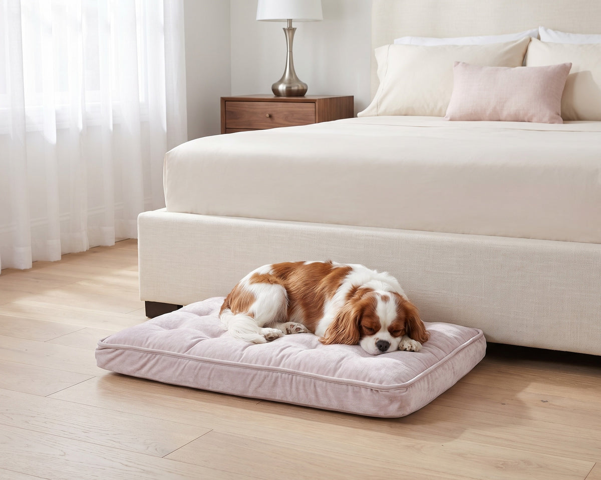 Cavalier King Charles Spaniel asleep on the Luxury Crate Mattress in Blush beside a bed