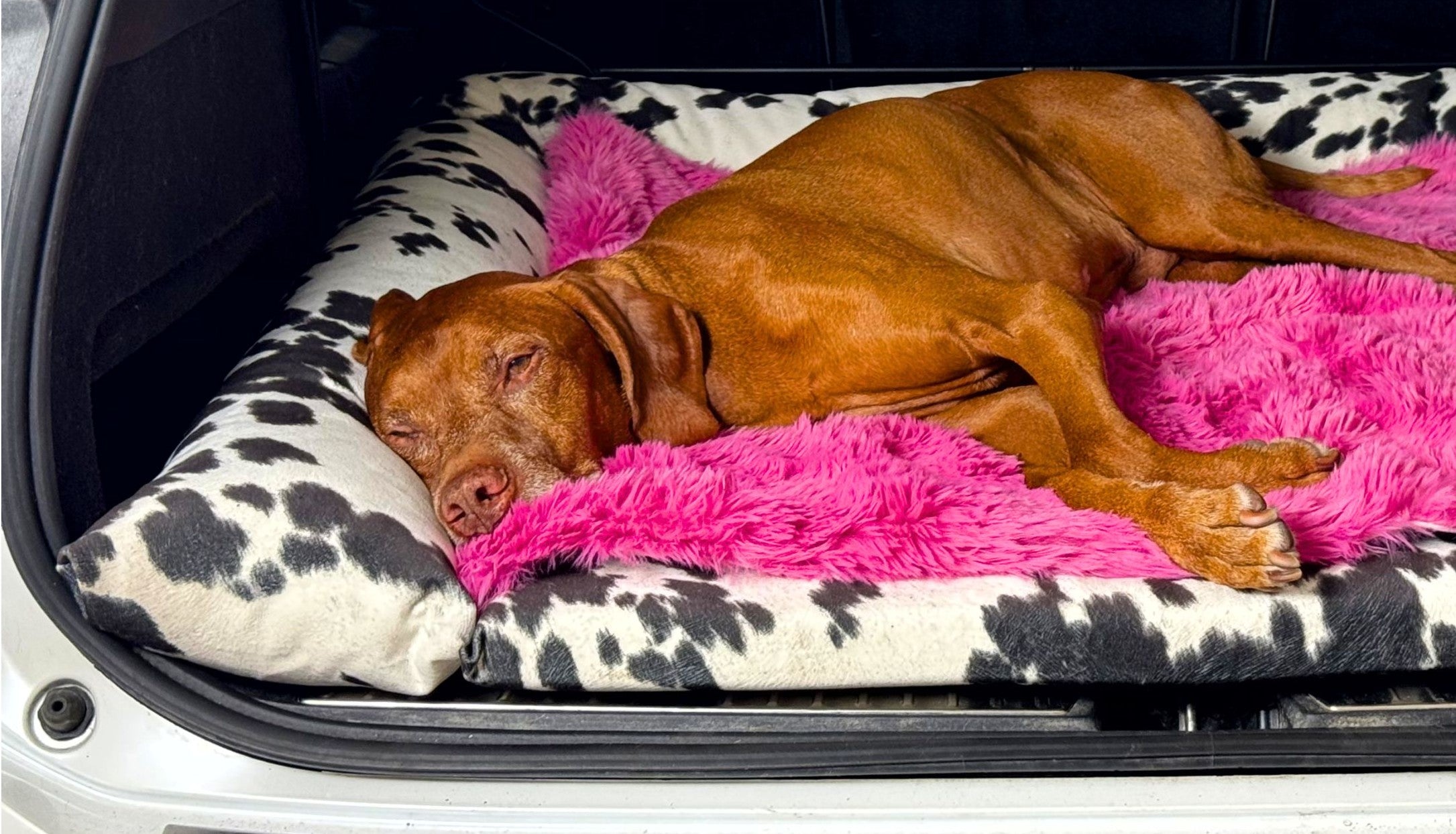 SUV Cargo Lounger Topper