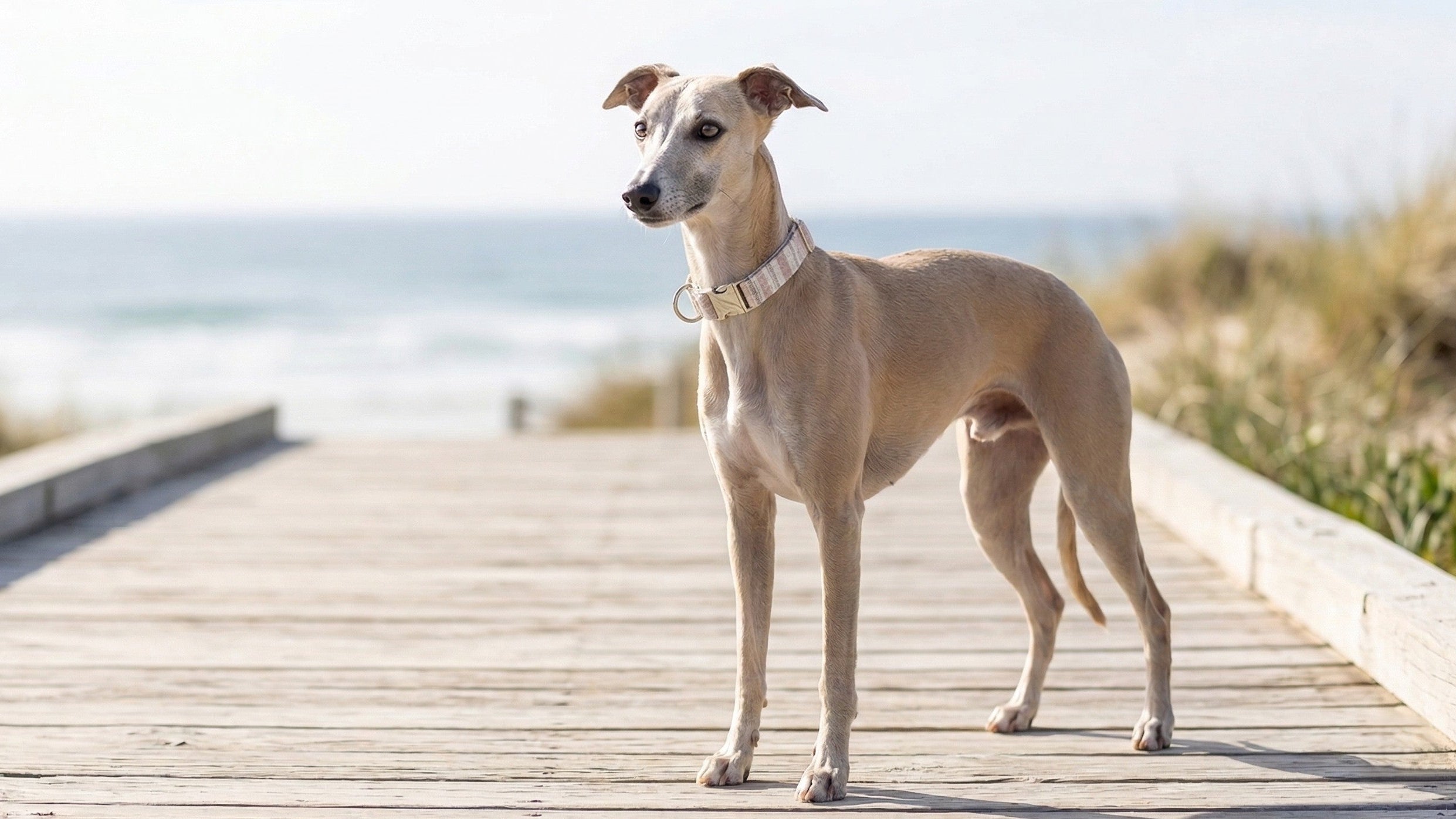 Designer Buckle Collar