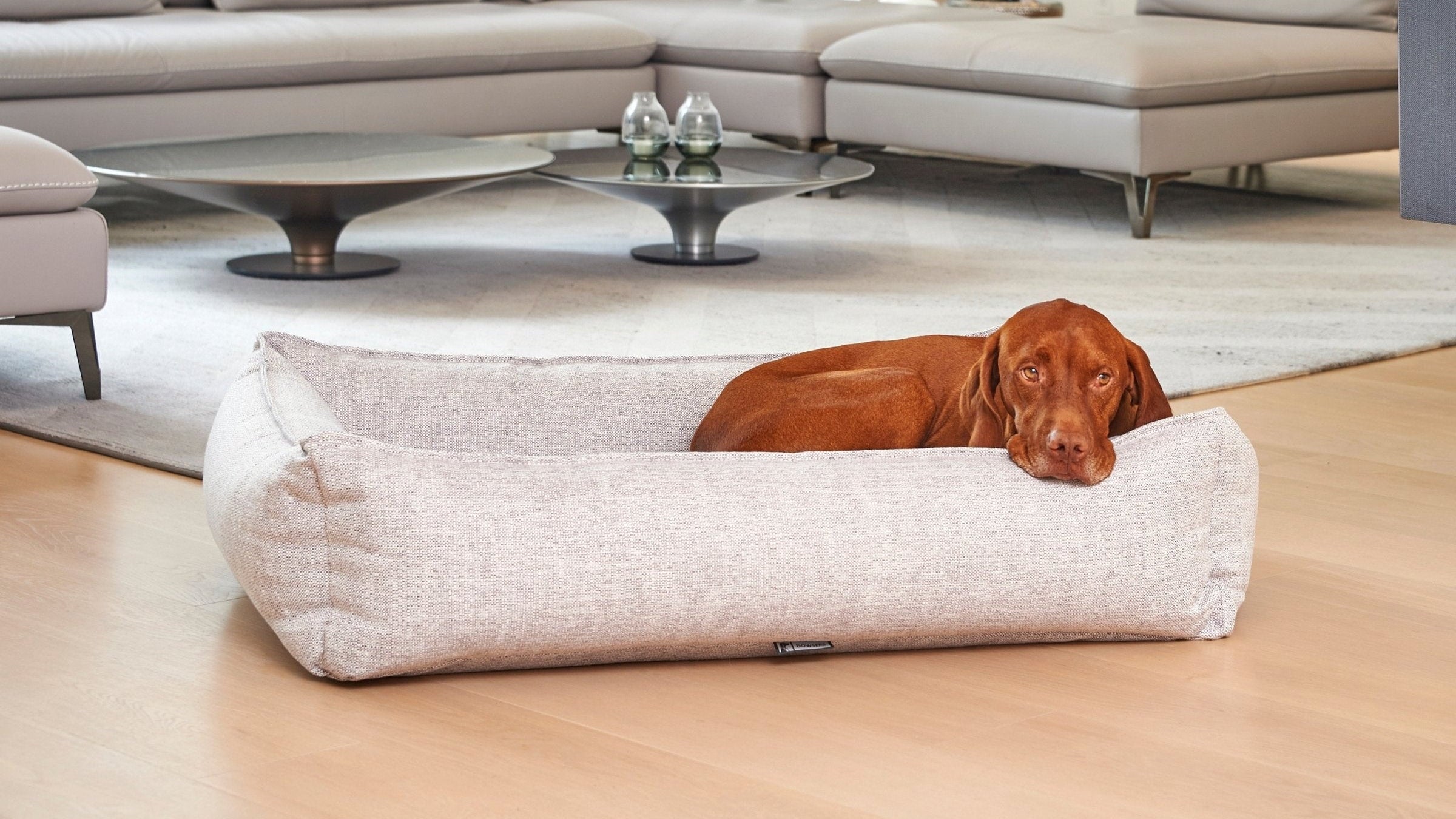 Urban Lounger orthopedic dog bed shown with a dog in a modern living room.