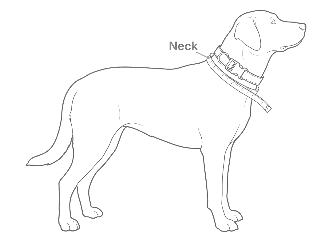 Size drawing for Designer Buckle Collar