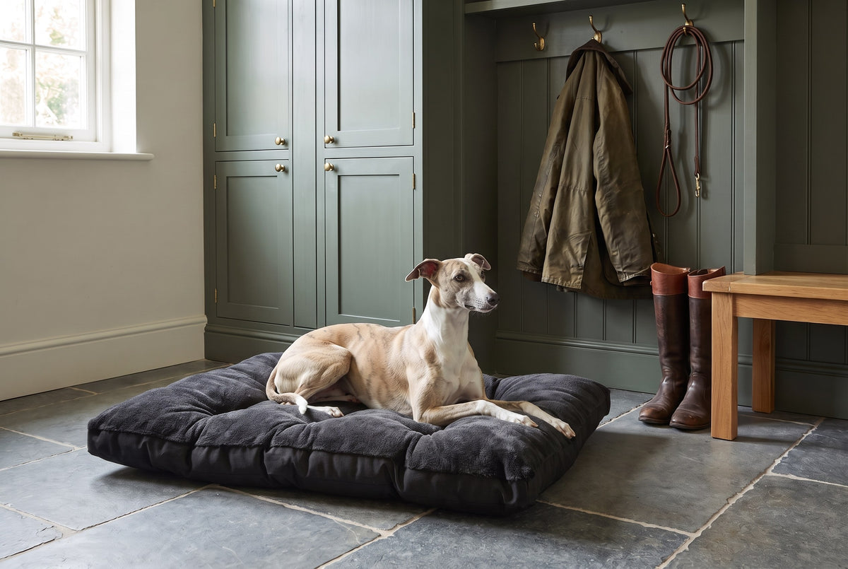 Whippet lying on the Dream Futon on a stone floor in a mudroom.