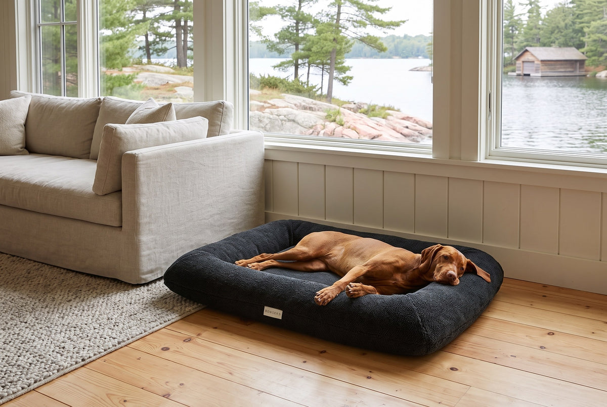 Vizsla stretched out on the Hugo Futon in a lakeside cottage living room.