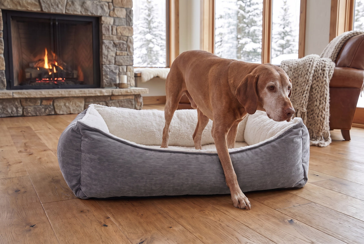 Senior vizsla stepping out over the lowered front of the Oslo Ortho bed in a ski chalet living room.