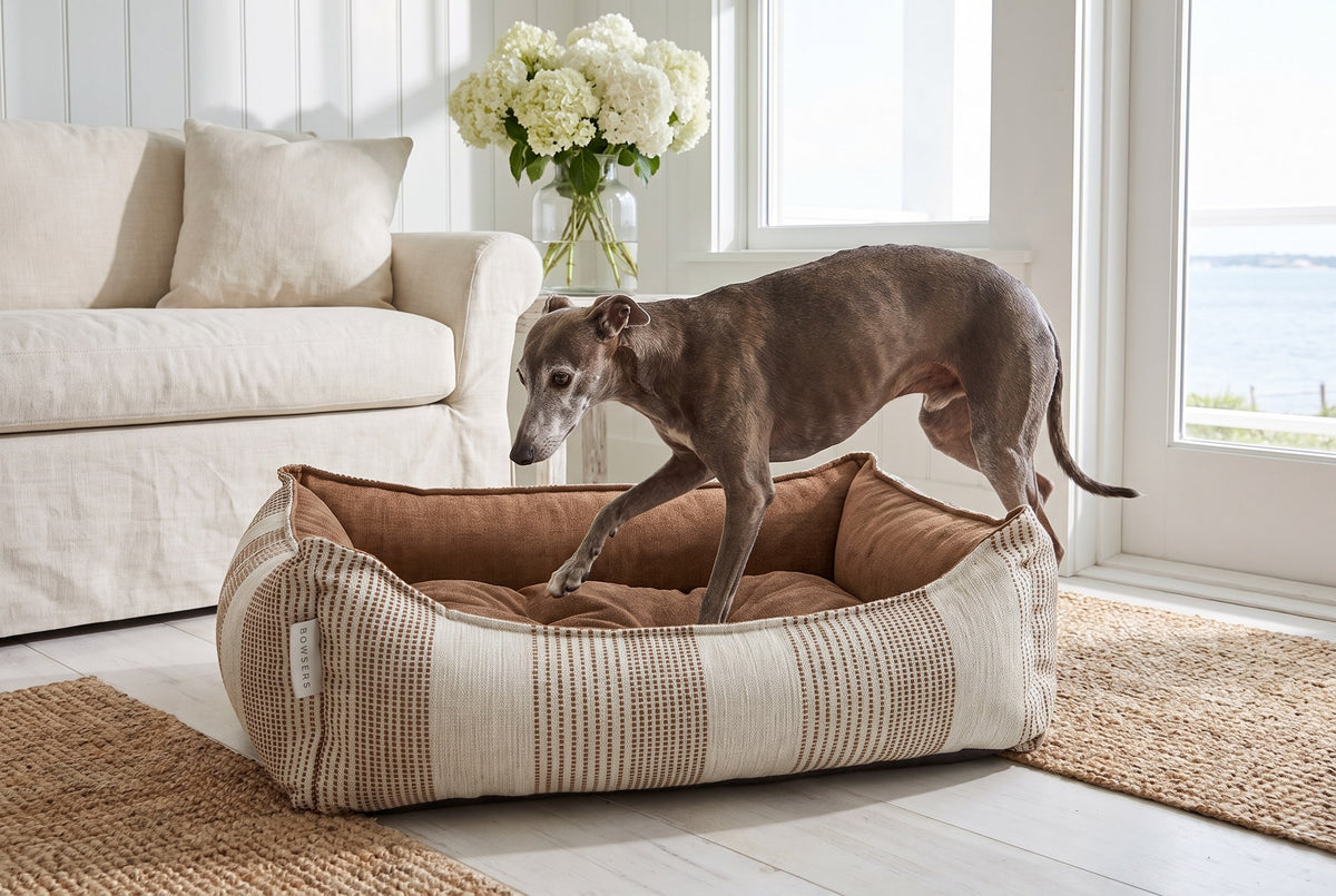 Older whippet stepping into the Scoop bed over its scooped front in a bright coastal living room.